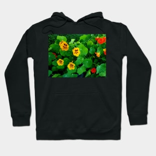 Yellow and orange nasturtiums Hoodie